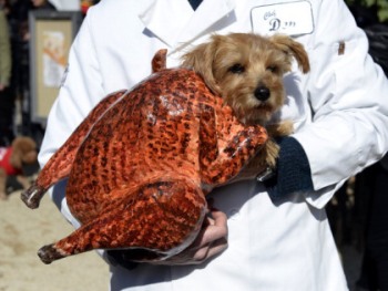 Terrier dressed as a turkey
