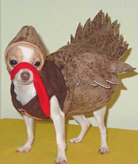 Chihuahua dressed as a turkey