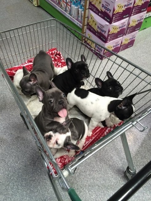 French bulldog pups in shopping trolley
